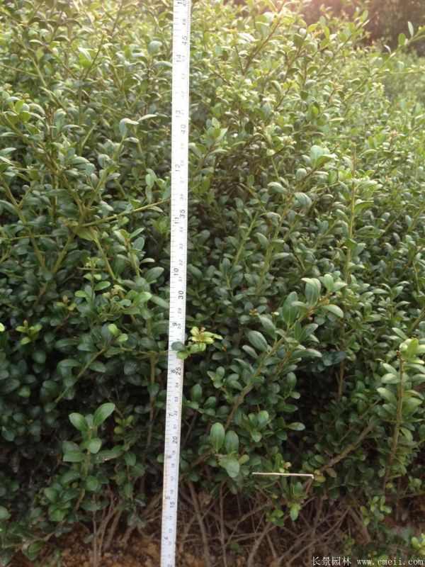 龟甲冬青图片基地实拍