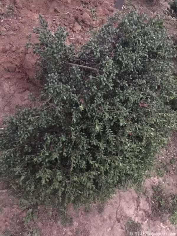 龟甲冬青图片基地实拍