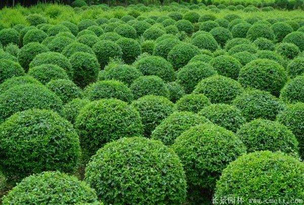 小叶女贞图片基地实拍