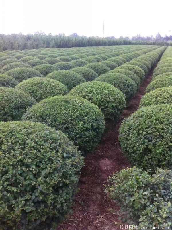 小叶女贞图片基地实拍