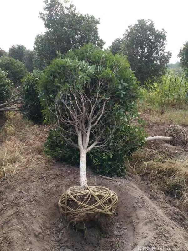 桂花树图片桂花树基地实拍