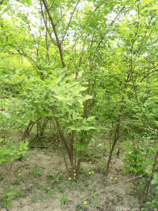 金银木图片基地实拍