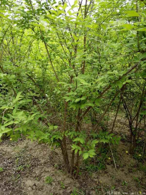 金银木图片基地实拍