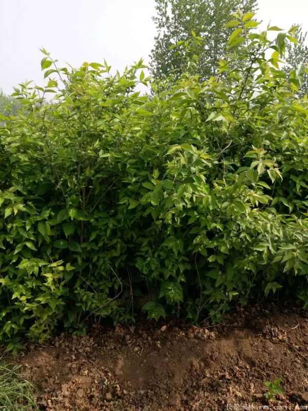 金银木图片基地实拍