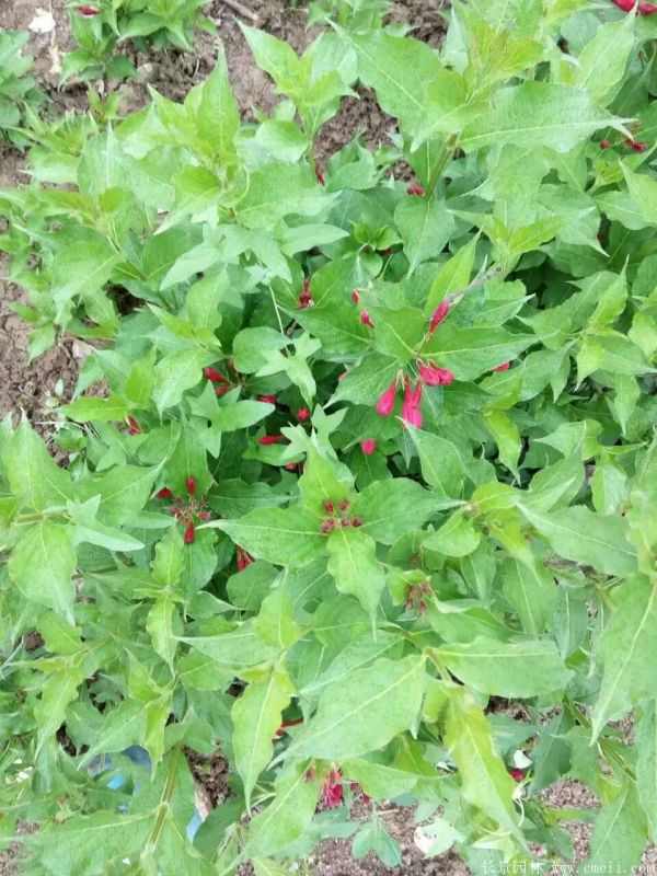 红王子锦带图片基地实拍