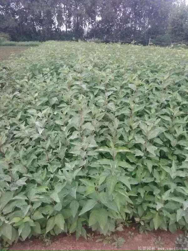 红王子锦带图片基地实拍