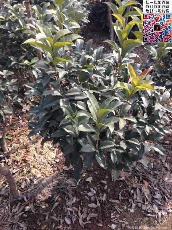 嫁接桂花树图片