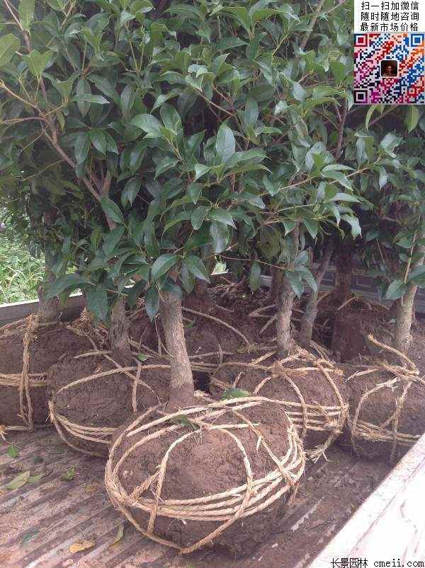 嫁接桂花树图片