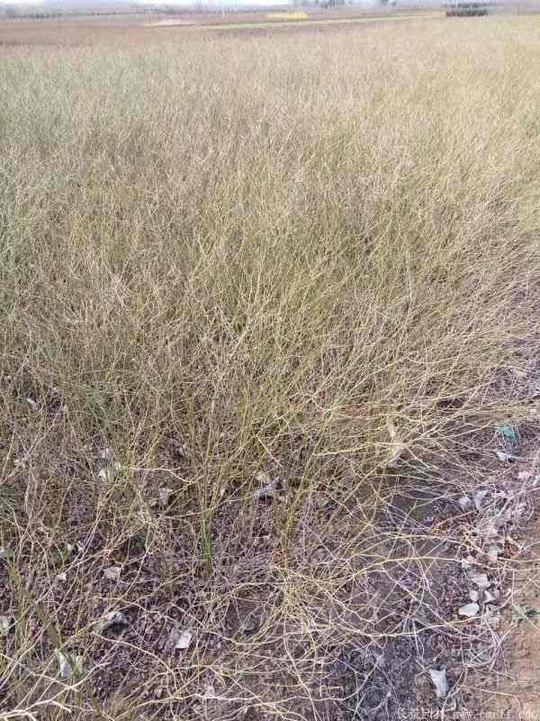 棣棠图片基地实拍