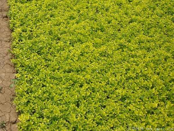 金叶女贞图片基地实拍