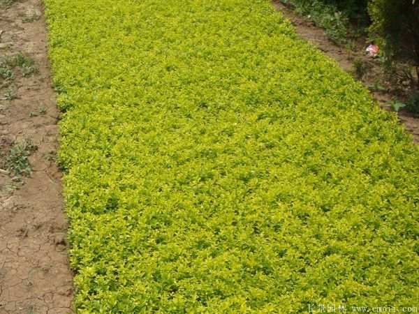 金叶女贞图片基地实拍