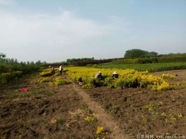 金叶女贞图片基地实拍