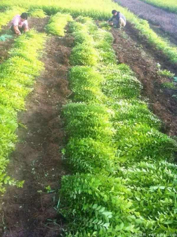 金叶女贞图片基地实拍