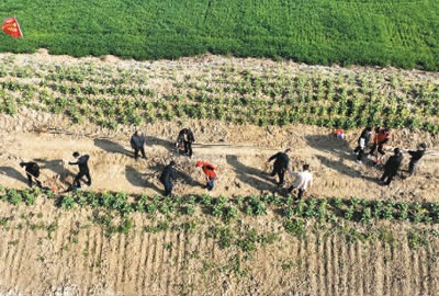 全民植树行动持续开展 绿色中国添新景