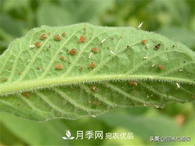 九月份15种园林苗木高发病虫害的发生与防治(图2) 九月份15种园林苗木高发病虫害的发生与防治(图2)