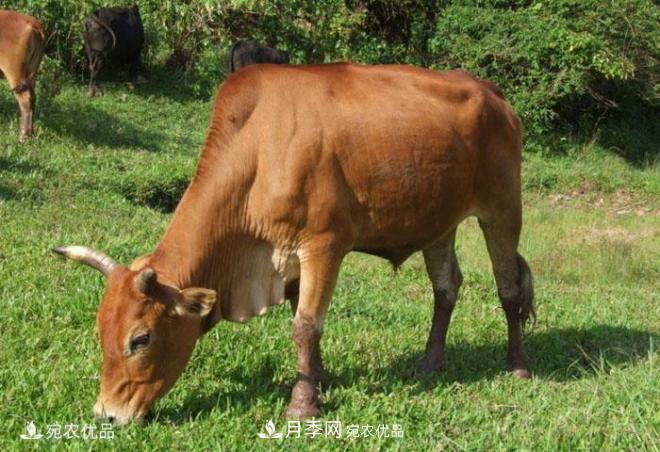 南阳黄牛,中国地理标志保护农产品(图2) 南阳黄牛,中国地理标志保护农产品(图2)