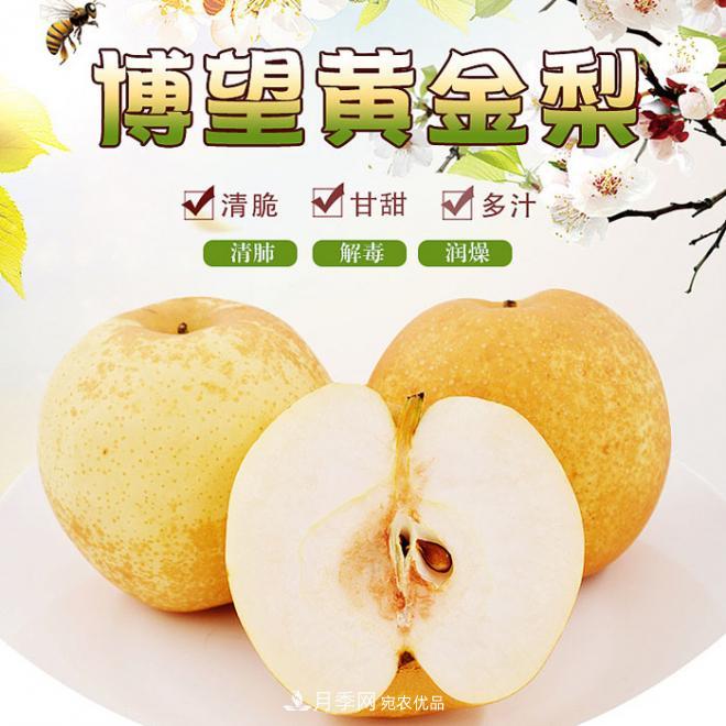 南阳方城博望黄金梨2年3年生梨树苗基地批发价格15元(图1) 南阳方城博望黄金梨2年3年生梨树苗基地批发价格(图1)