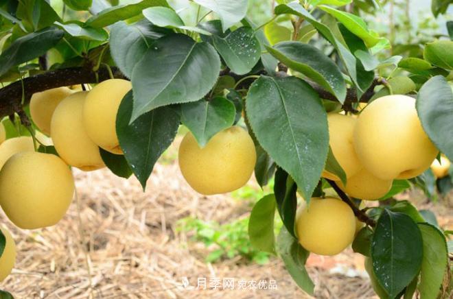 南阳方城博望黄金梨2年3年生梨树苗基地批发价格15元(图3) 南阳方城博望黄金梨2年3年生梨树苗基地批发价格(图2)