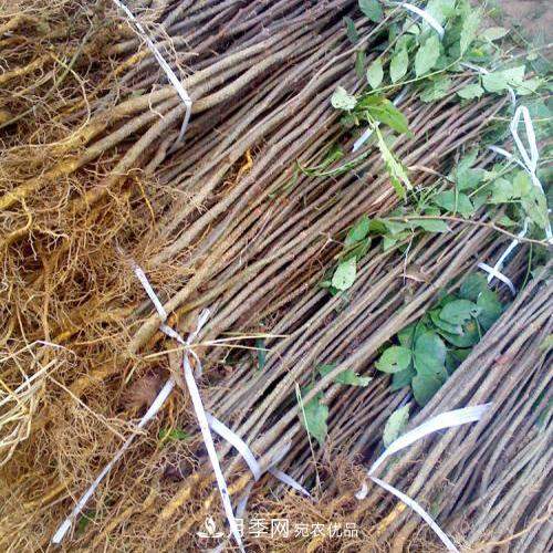 南阳方城博望黄金梨2年3年生梨树苗基地批发价格15元(图4) 南阳方城博望黄金梨2年3年生梨树苗基地批发价格(图3)