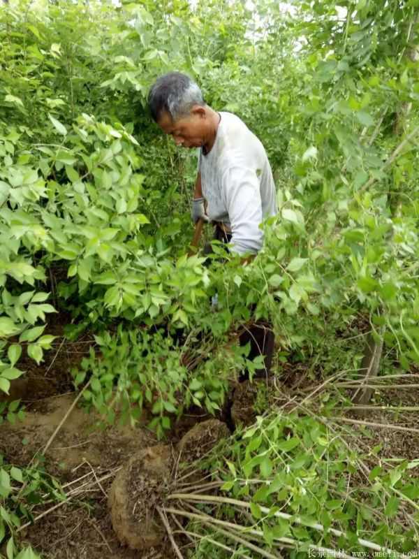 金银木图片基地实拍