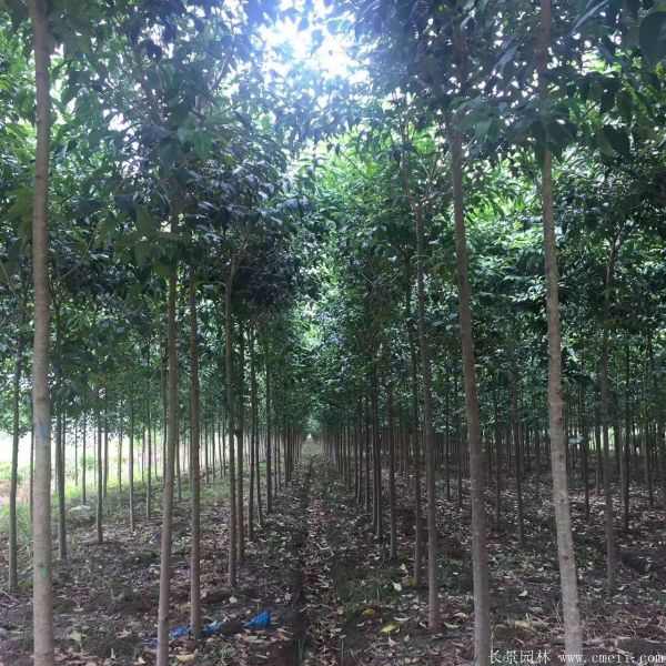 大叶女贞图片大叶女贞基地实拍