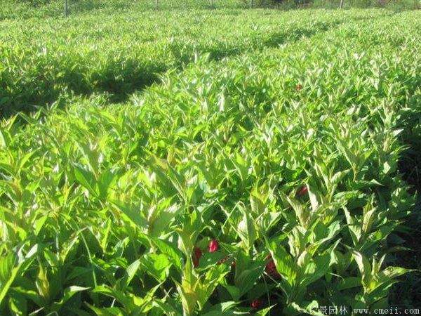 红王子锦带图片基地实拍