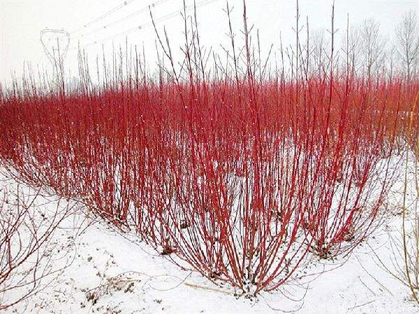 红瑞木图片基地实拍