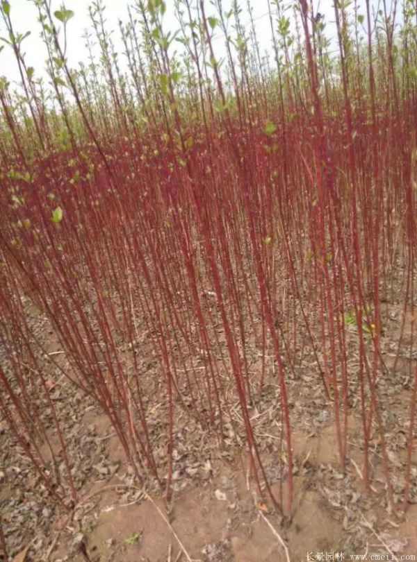 红瑞木图片基地实拍