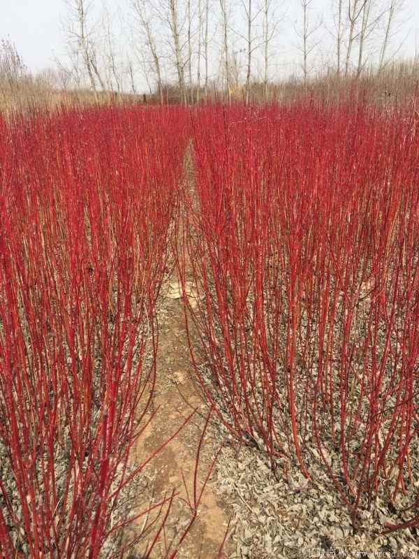 红瑞木图片基地实拍