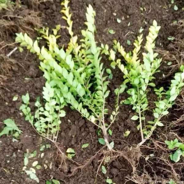 金叶女贞图片基地实拍