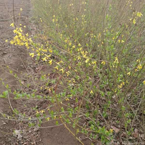 连翘图片基地实拍