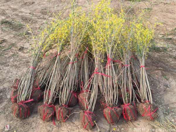 连翘图片基地实拍