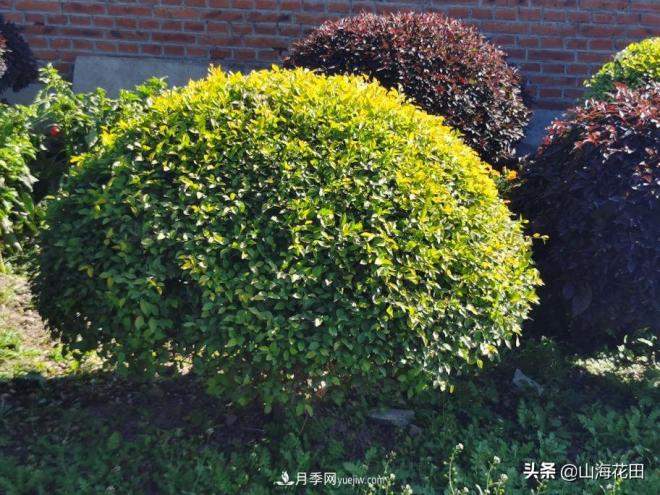 一个红色一个金黄色在绿化景观工程中的极品品种(图1) 一个红色一个金黄色在绿化景观工程中的极品品种(图1)