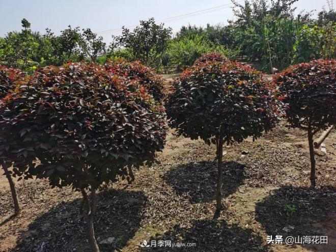 一个红色一个金黄色在绿化景观工程中的极品品种(图2) 一个红色一个金黄色在绿化景观工程中的极品品种(图2)