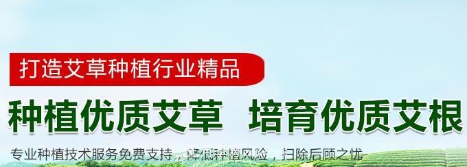 南阳艾草种植年产值达数亿元 宛艾艾根艾苗专供在这里(图3) 南阳艾草种植年产值达数亿元 宛艾艾根艾苗专供在这里(图3)
