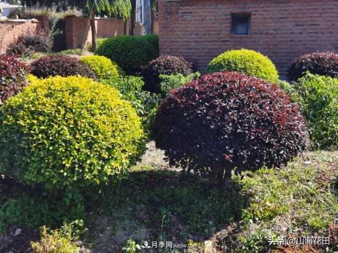 一个红色一个金黄色在绿化景观工程中的极品品种(图3) 一个红色一个金黄色在绿化景观工程中的极品品种(图3)