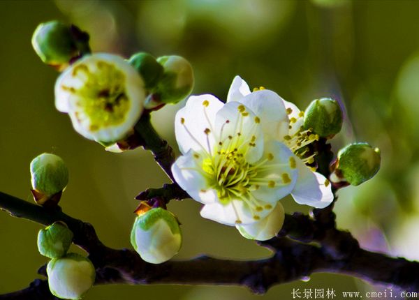 绿梅图片基地实拍