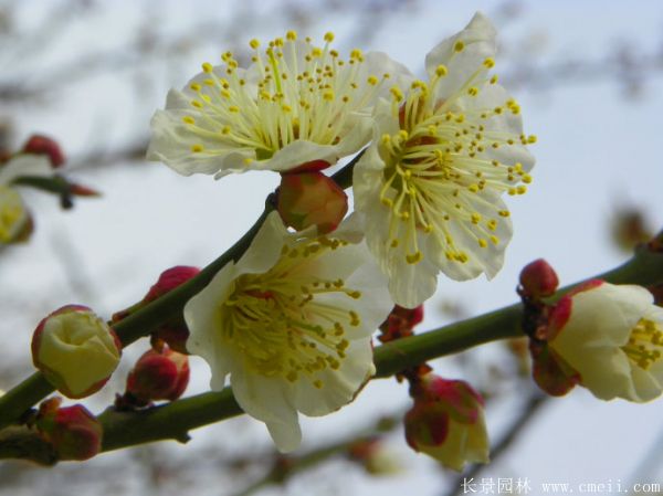 绿梅图片基地实拍