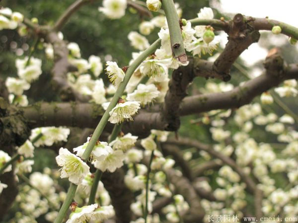 绿梅图片基地实拍