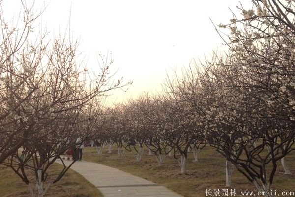 绿梅图片基地实拍