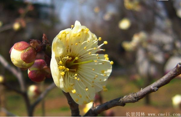 绿梅图片基地实拍