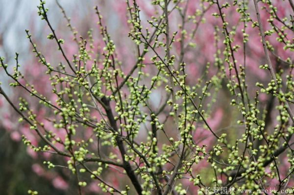 绿梅图片基地实拍