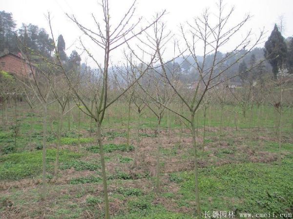 绿梅图片基地实拍