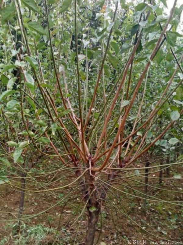 绿梅图片基地实拍