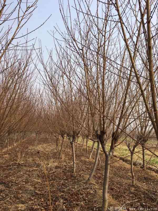 绿梅图片基地实拍