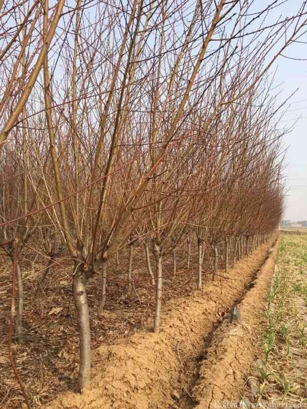 绿梅图片基地实拍