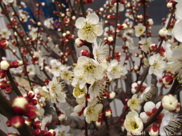 绿梅图片基地实拍