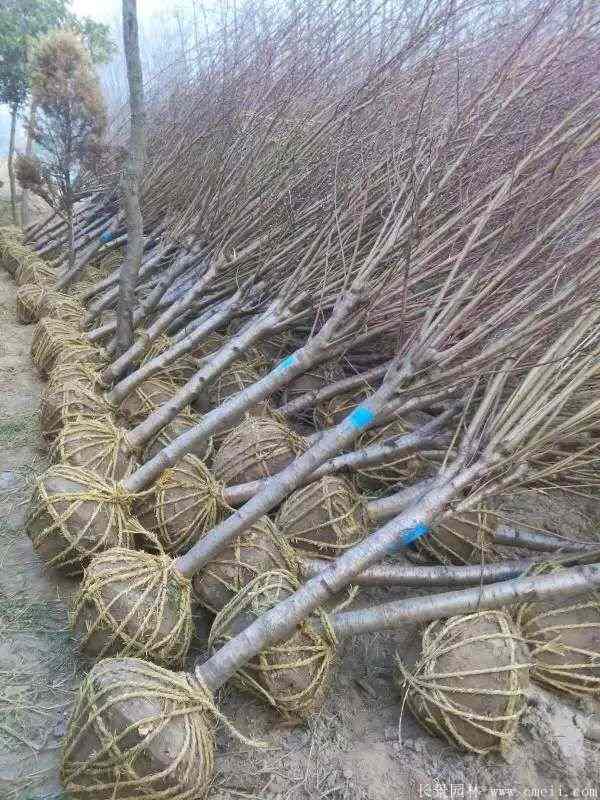 绿梅图片基地实拍