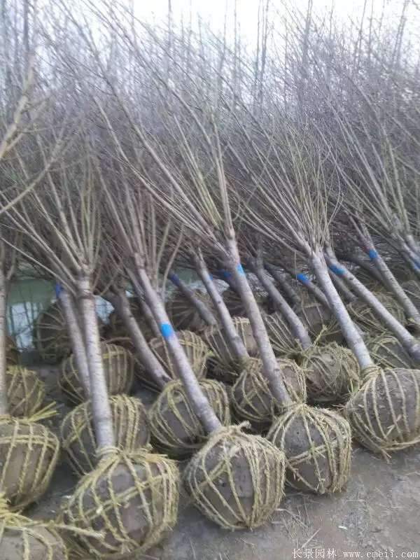 绿梅图片基地实拍