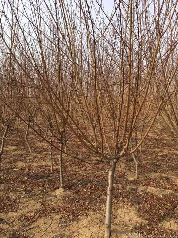 绿梅图片基地实拍